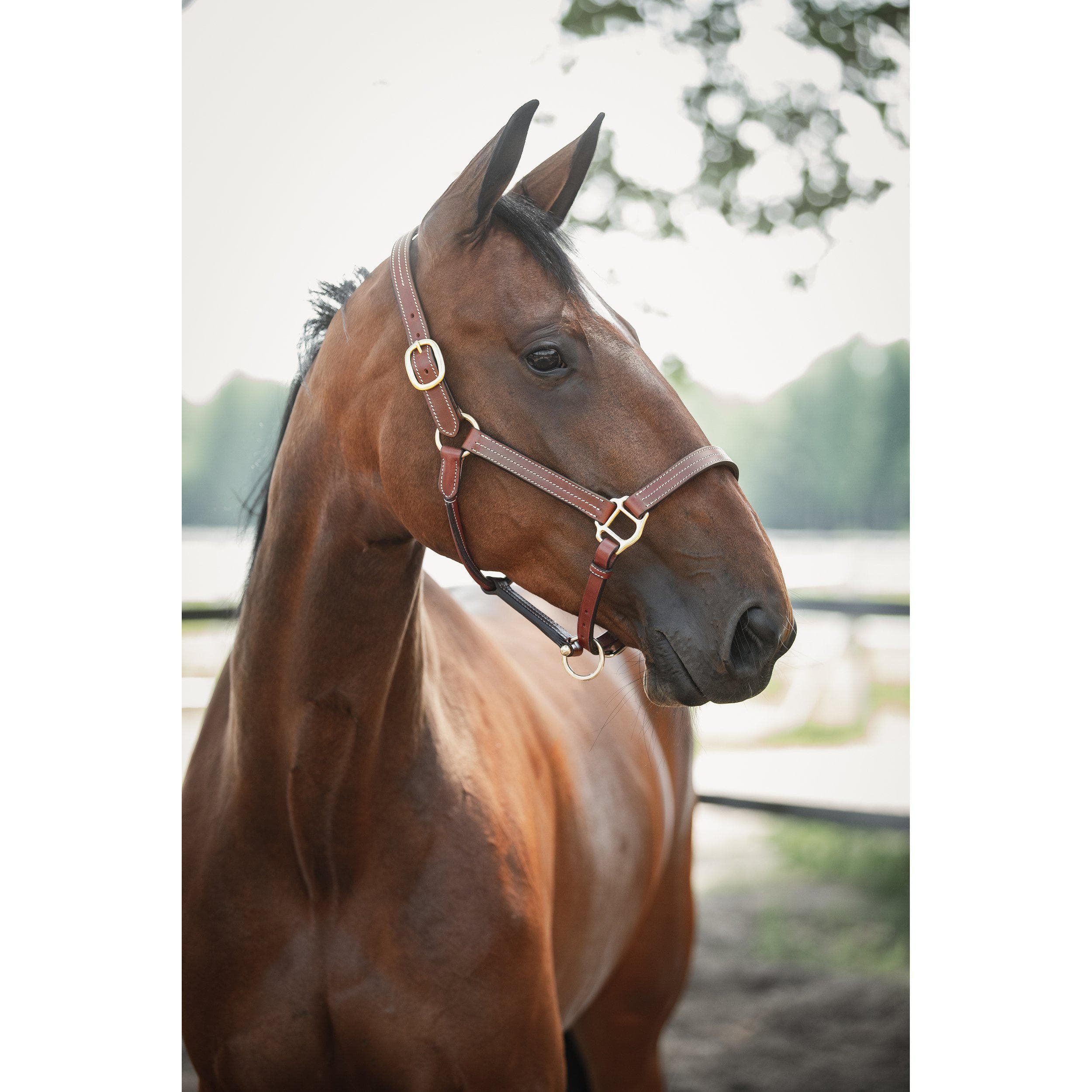 Lädergrimma Lexington | Cob-XF