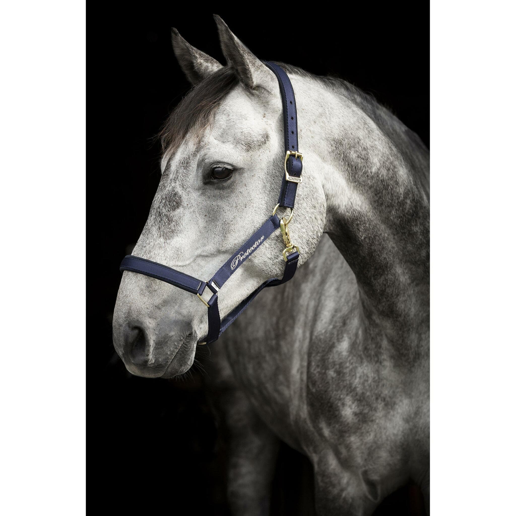 Nylongrimma Derry | Ponny-XF