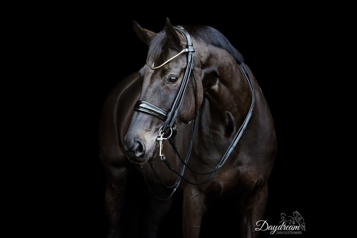 Kandarträns Cassidy | Ponny-XF